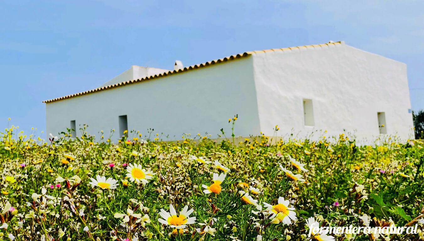 Alquilar finca rural en Formentera Alquilar finca rural en Formentera