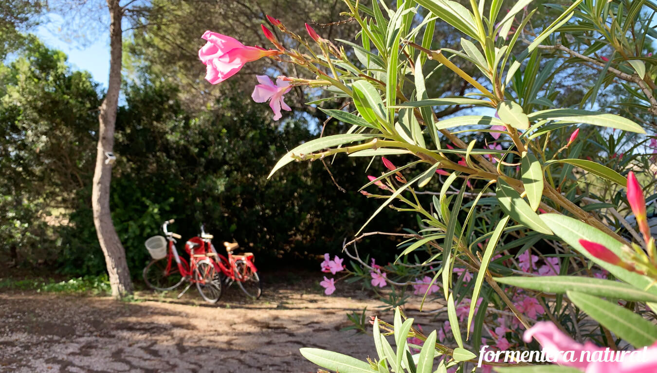 Villa en Migjorn Formentera Villa en Migjorn Formentera